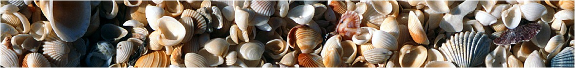 Beach Shells, Bathurst Head, Cape York, Queensland - by Grant Da Costa